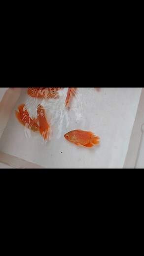 1.3K views | Albino Blood Red Oscar. | Happy Aquarium Temerloh | Facebook