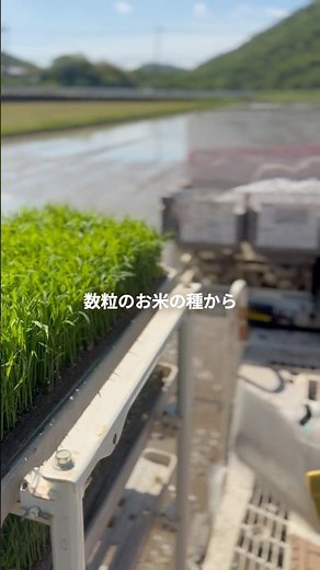 数粒のお米の種から何粒のお米ができるか知ってますか？ #農的暮らし #田舎暮らし #農移住 #脱サラ農業