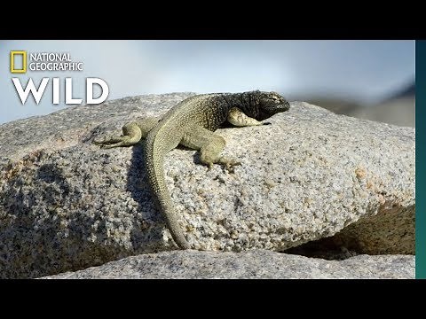 Lizards Risk Death For Food | Nat Geo Wild