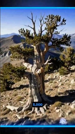 This Tree Is Older Than the Pyramids 🌲