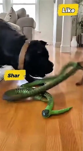 Tiny Chihuahua pranked Big dog with a Snake #chihuahua #prank