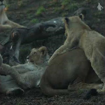 Playful lion cubs at Edinburgh Zoo