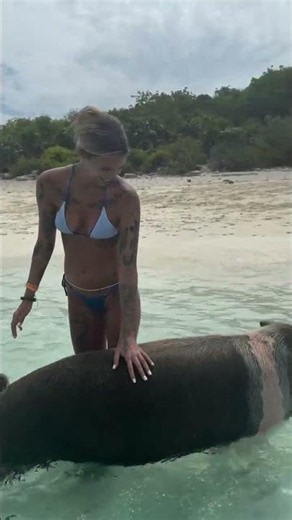 Meeting the Famous Swimming Pigs! 🐷