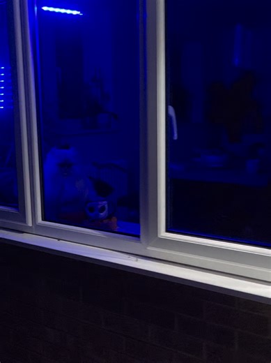 Werecat in the window halloween #cat #halloweencat #funnycat #grumpycat #trickortreat