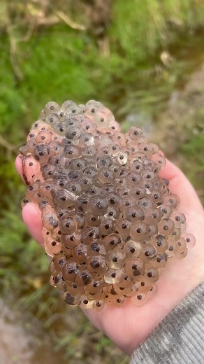 Frogspawn in Old Tractor Tracks - A Nature Journey!
