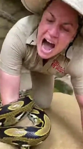 Zoo Worker Slips Into Reptile Enclosure, Python Coils and Drags Her
