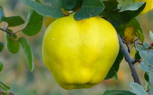 Dunja je dobra za zdravlje: Evo što sve liječi!