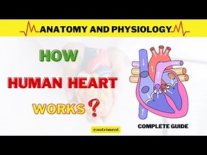 How Human Heart Works? | Human Heart Anatomy & Physiology | Animation