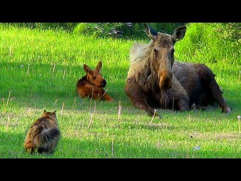 Incredible Moment: Cat Stalks Moose & New Born Calf