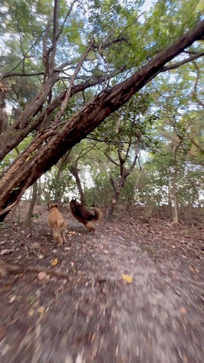 67K views · 1.5K reactions | #Dog #dogs #puppy #germanshepherd #gsd #goldenretriever #goldenretrieverpuppy #fblifestyle #popularpet #beach | apollo_germanshepherd | Facebook