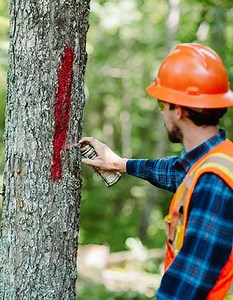 Growing Forest & Timber Value