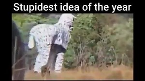 Stupidest idea of the year :D Zebra Prank :D Credit: Wildboyz Like And Share Our Page For More Funny Videos :D | IgnoreRants