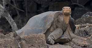 Top 10 Loneliest Things In The World