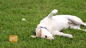 20K views · 52 reactions | Did you know, BRAVECTO®(fluralaner) Topical Solution for Dogs is the longest lasting flea and tick protection available in a single topical dose? And it comes in a specially-designed Twist'n'Use™ tube! Check it out below. | NAVC | Facebook