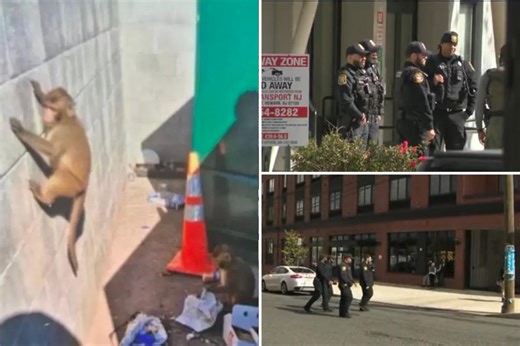 AI-generated monkey hoax had NJ cops going bananas searching for loose primates