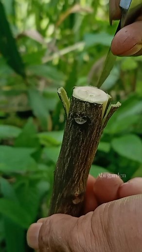 2.1K views · 343 reactions | Bark grafting | the best grafting techniques for fruit tree #grafting #citrusgrafting #barkgrafting #sidegrafting #graftingtechniques | Abi Garden | Facebook