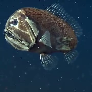The fangtooth, or ogrefish, has extra-long, sharp teeth and a face only a mother could love. 💕⁠ This fierce-looking fish actually gets no bigger than the average adult human hand. The fangtooth is found in meso- and bathy-pelagic waters worldwide. Dark skin and scales provide camouflage in these dim ocean depths, assisting them with catching prey (fish, shrimp, and squid) and avoiding hungry predators (tuna and marlin). Their prominent lateral line system detects water movement and compensates 