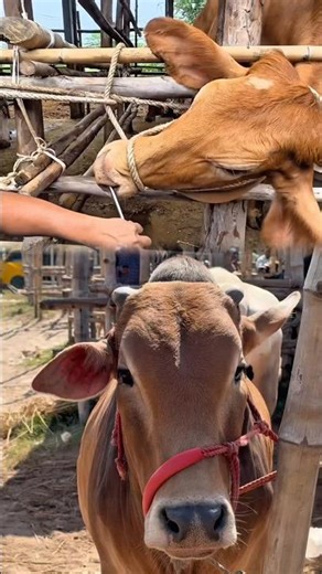 Nose Ringing in Cattle 🐂 | Traditional Control Method Explained #CowCare #FarmLife #shorts