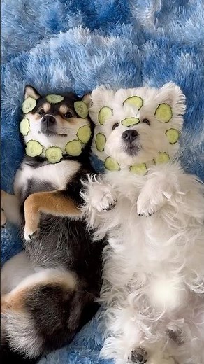 ASMR | Manyu & Bai | Double Dog SPA Day Part 2