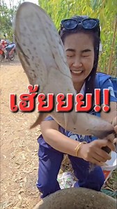 เฮ้ยยย!! ปลาข่อใหย่มาฮอดแล้ว เอามั้ยคะ #ปลาค่อ | อีสาน มาแล้ว