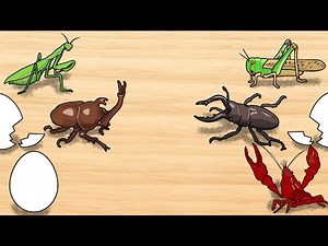 【子供向けアニメ】カブトムシ、クワガタ、カマキリ、アメリカザリガニ、トノサマバッタが卵から生まれる〈昆虫、虫〉【昆虫クイズ】insect beetle stag animation