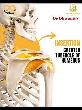 Details #anatomy #supraspinatus #education #medical #paramedical #knowledge #study #joint #shoulder