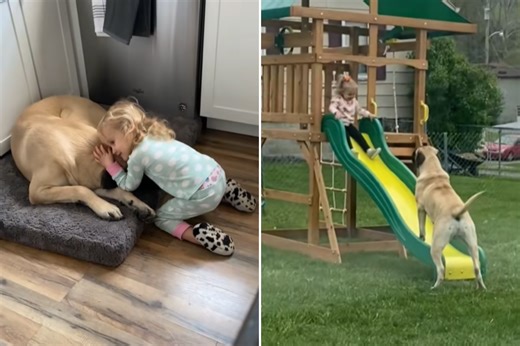 Shelter warns English mastiff can't live with kids—mom takes the risk