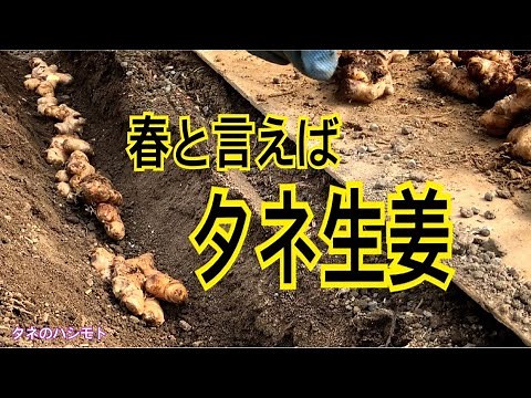 種ショウガの植え付け タネのハシモト