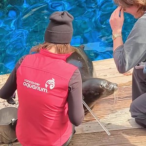 3.8K views · 168 reactions | Veterinary ophthalmologist Dr. Jacqueline Pearce visited the aquarium recently to check up on the eye health of some of our marine mammals! Jessica Seal is blind as a result of injuries caused by a gunshot wound, so it's important to check up and make sure her eye injuries remain stable and are not causing discomfort. Dr. Pearce examined Jessica Seal with a handheld biomicroscope, and we're happy to report she's doing well! | Vancouver Aquarium | Facebook