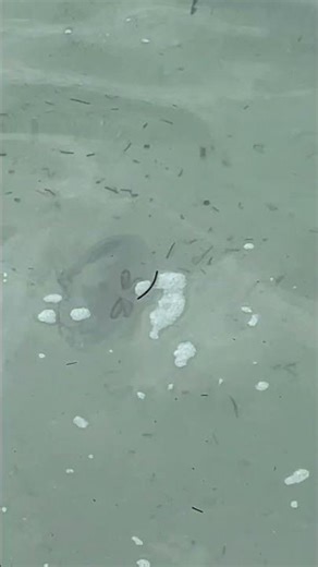 Watch What Happens in the Water! Cococay club. COCOCAY AT PERFECT DAY.JELLYFISH. #cruise