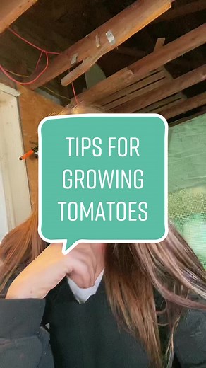 Tomato plant tips I’ve learned along the way #gardening #gardening101 #gardeningtips #gardeningtipsforbeginners #gardeninghacks #growingtomatoes