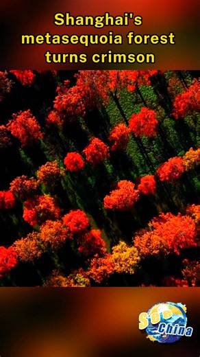 At the Qingxijiaoye park in Shanghai, the metasequoia forest has fully turned red. Layers of russet, crimson, and gold reflect on the clear lake as sunlight filters through the tall, straight trunks, infusing the winter landscape with radiant warmth. #SeeChina | CCTV
