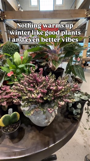 Canopy: Home | Garden | Goods on Instagram: "Heather, string of hearts, heart hoyas, pink princess philodendron, ruby aglaonema, crown of thorns, gerbera daisies, calathea, moonstone, and anthurium clarinervium. These are our winter standouts right now and they also make pretty great Valentine’s gifts. Stop in and let us help you find your plant."