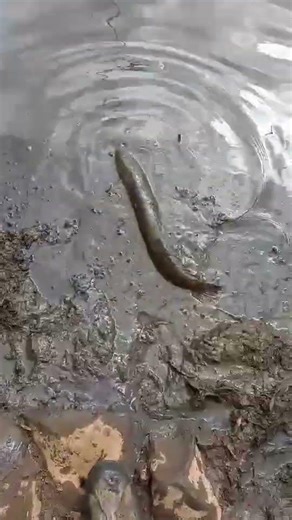 Bowfin Back to the Water! Strong Fish, Clean Release