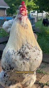 it’s too cluckin early for that so zip it 🤐 #goodmorning #shutup #rooster #chickens #funnyanimals #comedy #chickensofinstagram #chickenhappyhour | Chicken Happy Hour
