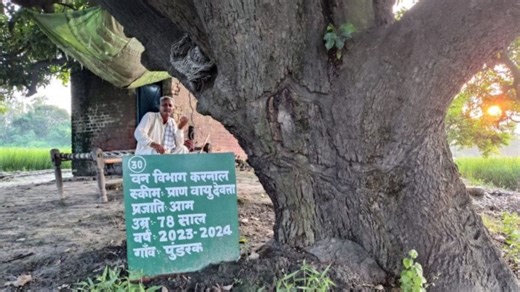 हरियाणा के बूढ़े पेड़, 3,000 रुपये की पेंशन और लंबी लालफीताशाही