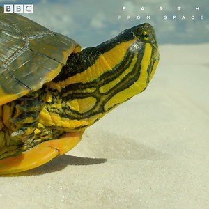 25M views · 10K reactions | This turtle has found herself in a bit of a dry spell. #EarthFromSpace | BBC Earth | Facebook