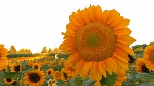 Wickham Farms Sunflower Spectacular, featuring a million flowers, is underway
