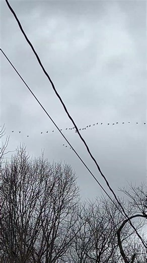 Canada geese forming V-formation
