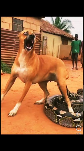 75K views · 232 reactions | the brave #dog defeated the #python #scary | Cobby Mensah | Facebook