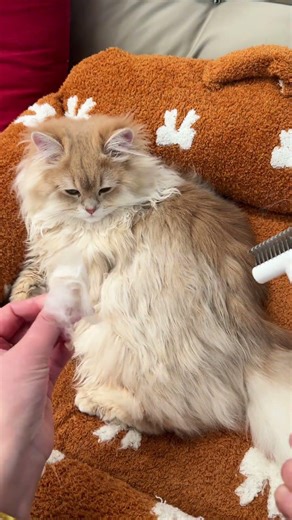 Is it a Cat or a Cloud? ☁️ The Ultimate De-shedding ASMR
