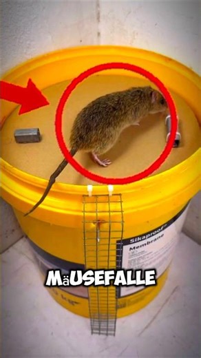 Einfache Mäusefalle🤯 #fallen #mechanism #shorts