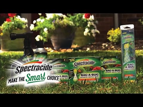 Spectracide® Solutions | Japanese Beetle Control