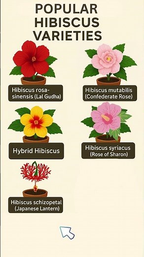 Hibiscus Popular Varieties #plants #hibiscus #garden #gardening #indoorplants #plantcare
