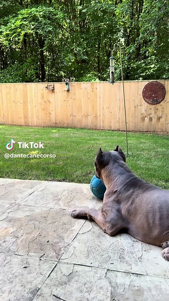 Will he or won’t he 🐿️ #italianmastiff #protection #dogtraining #mastiff #canecorso #prongcollar #prongcollar #dogimport #XLBully #dante #rawdiet #dogimportation