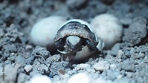 Baby tortoise hatching. Baby turtle coming out of his egg shell in nature. Welcome to the world newborn tortoise. Stock Video