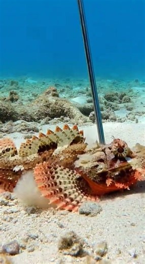 Spearfisher Strikes Hidden Scorpionfish on the Seabed #marinelife #fish #deepblue #sealife
