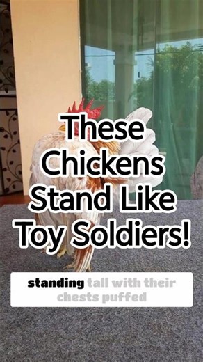 These Chickens Stand Like Toy Soldiers!