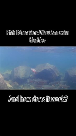 Maine Fly Guys on Instagram: "Fish Education: Swim bladders are used primarily for aiding in depth control for fish. Reducing air in the bladder causes fish to sink and vice versa. Swim bladders can also be used for hearing in some fish, but not all! Swim bladders come in two flavors 1) Physoclisti (not attached to digestive system). This is present in fish like bass, perch. 2) Physostomous, which is attached to digestive track. This is present in fish like trout, pike, and carp. So how the hell
