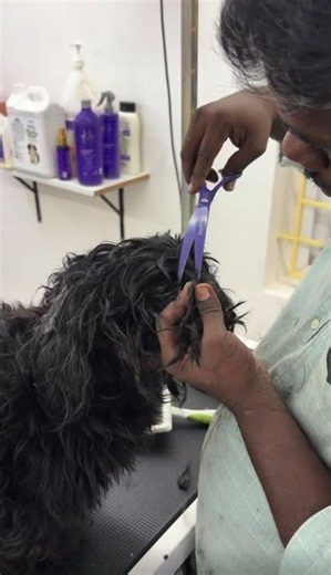 This Dog’s Transformation Will Blow Your Mind! 😱🐾 Before & After